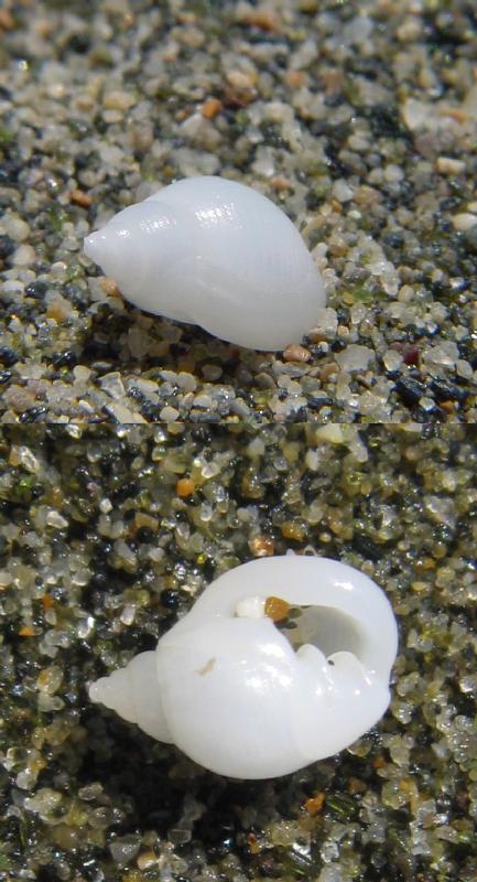 Ringicula conformis